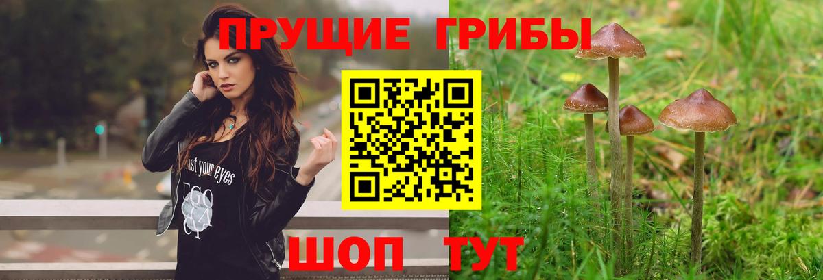 Псилоцибиновые грибы Psilocybe Ступино
